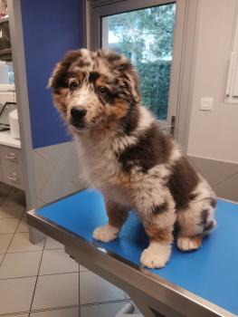 Roskau, Pastor Australiano