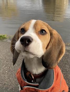Loki, Beagle