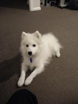 Yuki, Spitz