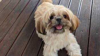 PINKY, Shih Tzu