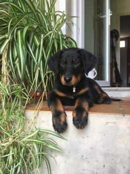 ROMY, Beauceron