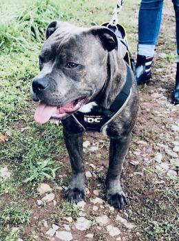 Rio, Staffordshire Bull Terrier
