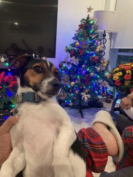 Penagos Aracén, Parson Jack Russell Terrier (De Pelaje Corto - Suave)
