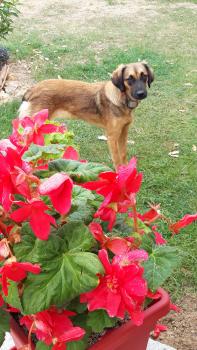 Ella, Otros perros
