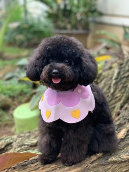 Kira, Otros perros