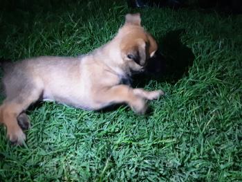 Purple, Pastor Belga Malinois