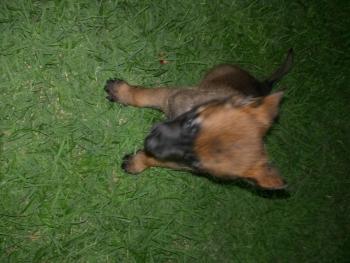 Pink, Pastor Belga Malinois