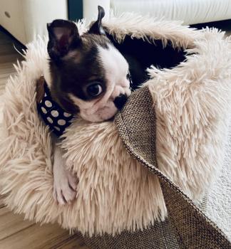 Neko, Boston Terrier
