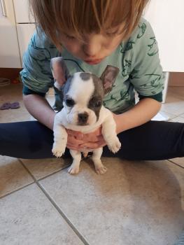 Pablo, Bulldog Francés