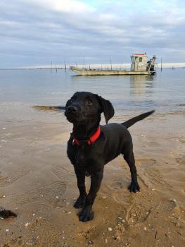 River, Labrador Retriever