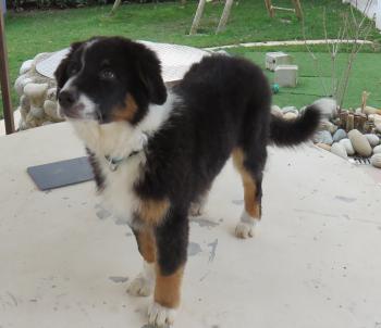 Ryo, Pastor Australiano