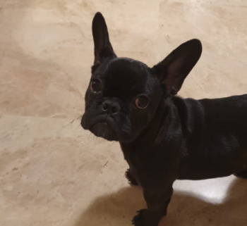 Luna, Bulldog Francés