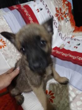 Foxy, Pastor Belga Malinois