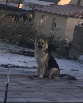Mia, Perro Pastor Alemán