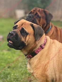 Dazy, Bullmastiff