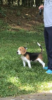 Restrepo Rocco, Beagle