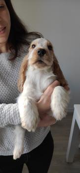 Romeo, Cocker Spaniel Inglés