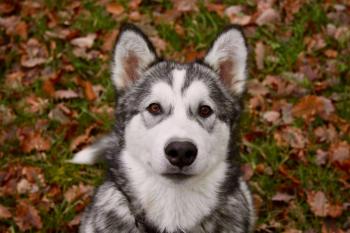 Baloo, Alaskan Malamute