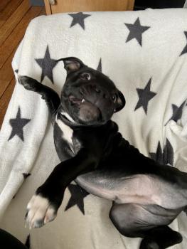 River, Staffordshire Bull Terrier