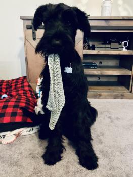 Kylo, Schnauzer Gigante