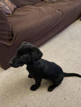 Rubix, Labrador Retriever