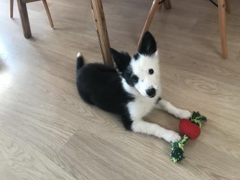 Lexi, Border Collie