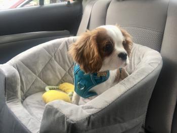 Kingsley, Cavalier King Charles Spaniel