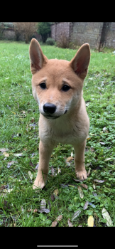 Yen, Shiba