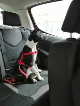 Maya, Border Collie