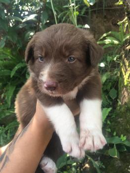 Obama, Border Collie