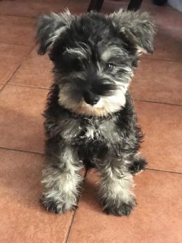 Tobías, Schnauzer Nain