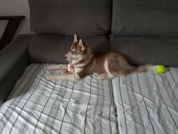 Flóki, Husky Siberiano
