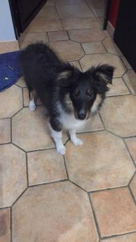 Roy, Pastor De Shetland