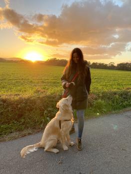 Sam, Golden Retriever