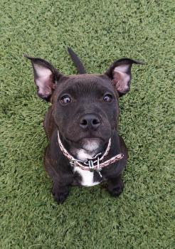 Riley, Staffordshire Bull Terrier