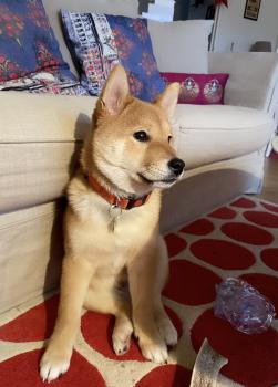 Ringo, Shiba Inu Japonés