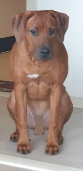 BONGO, Rhodesian Ridgeback