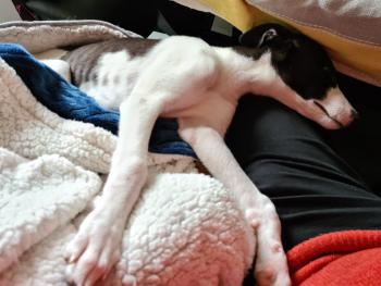 Indigo, Greyhound