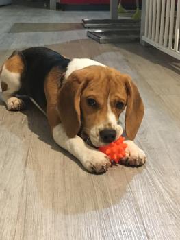 Rumba, Beagle