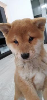 Yuki, Shiba
