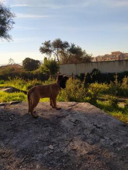 Lagertha, Pastor Belga Malinois