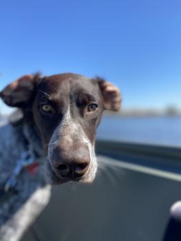 Finn, Braco Alemán De Pelo Corto