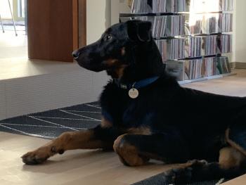 Rimsky, Beauceron