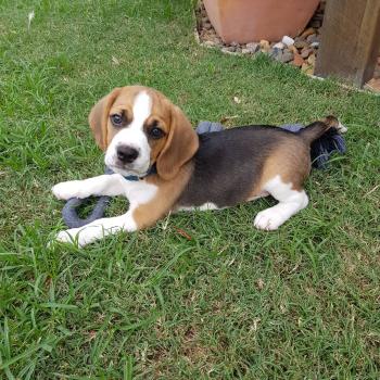 Stanlee, Beagle