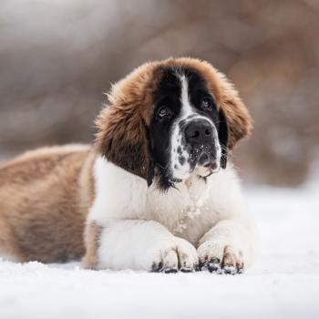 Milow, Saint Bernard