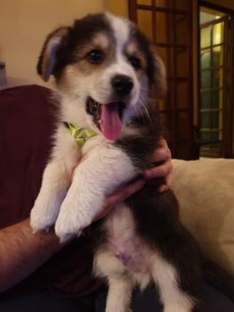 Ramon, Corgi Galés De Pembroke