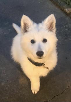 Tina, Berger Blanc Suisse
