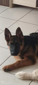 Ryna, Perro Pastor Alemán