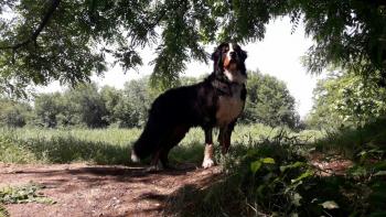 Jazz, Boyero De Berna