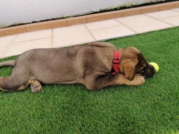 Uva, Spanish Mastiff